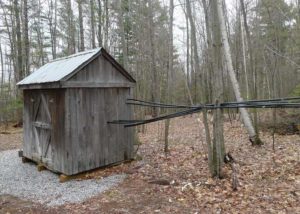 lines of maple sap