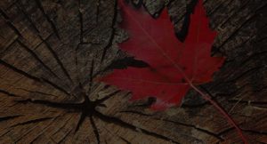 Purchase Ossipe mountain maple syrup